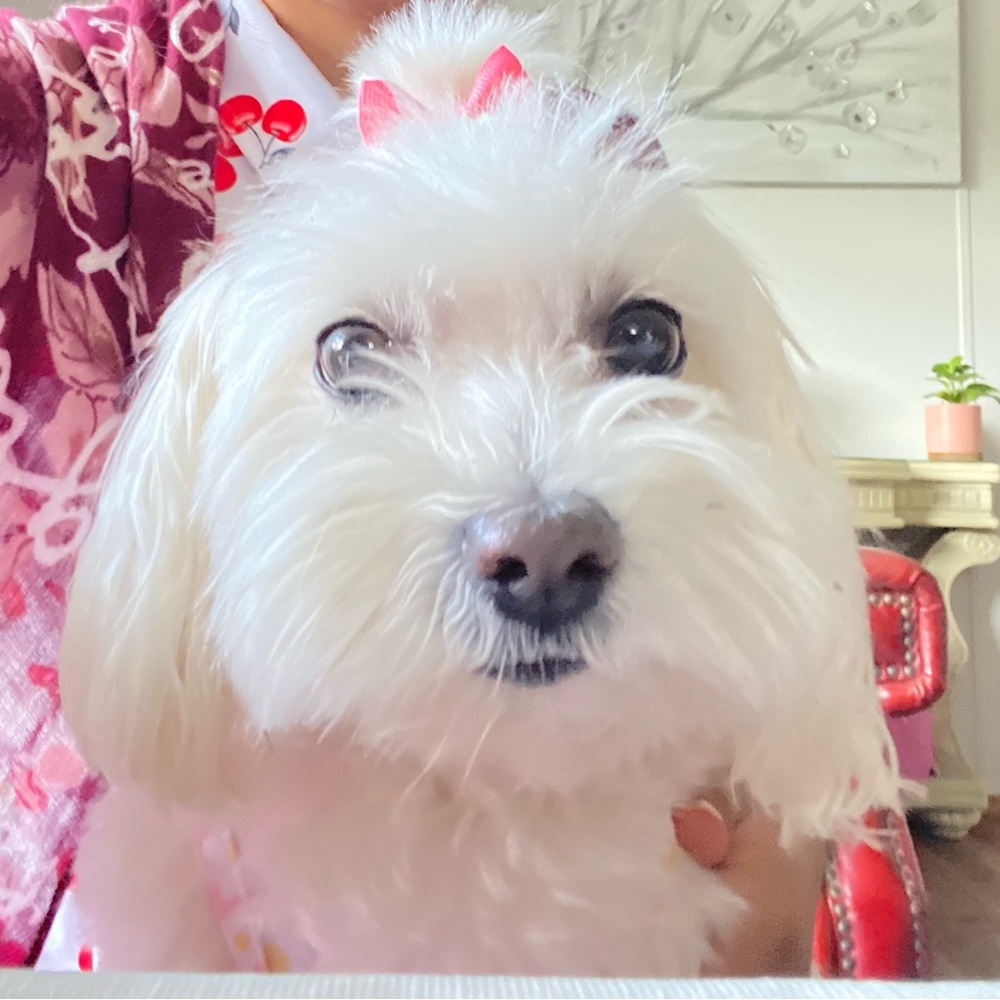 Meet your Posher, Paola - Picture 3 of 6